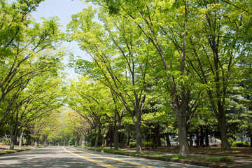 新緑の公園