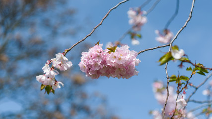 Sakura -Kirschblüte in Berlin