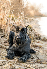Young playful Giant schnauzer in the park in early spring. German thoroughbred dog