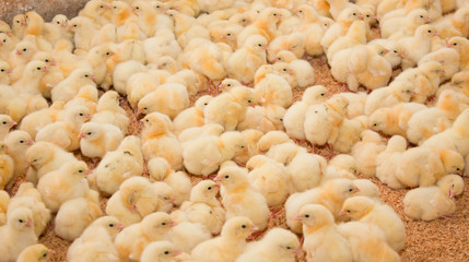 One-day chickens at the modern poultry farm.