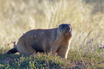 big furry marmot sitting on a meadow on a beautiful Sunny summer day