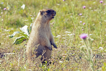 big furry marmot sitting on a meadow on a beautiful Sunny summer day