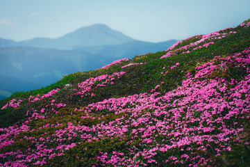 Magic pink rhododendron flowers on summer mountain. Dramatic sky and colorful sunset. Chornohora ridge, Carpathians, Ukraine, Europe.