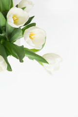 Fototapeta na wymiar Delicate Tulip Florals