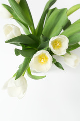 Obraz na płótnie Canvas Delicate Tulip Florals