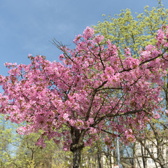Sakura- Kirschblüte in Berlin