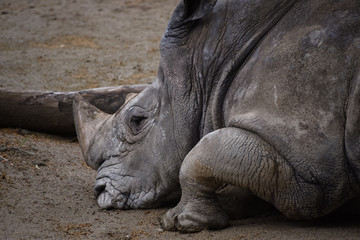 rhino in the zoo