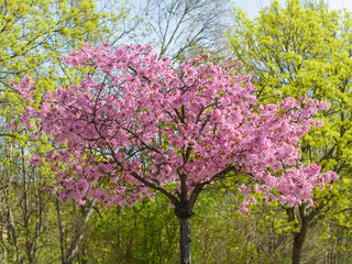 Sakura- Kirschbl&uuml;te in Berlin