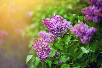 Obraz premium Spring branch of blossoming lilac