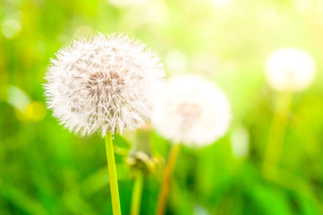 Faded dandelions with fluffy white seeds in the green meadow.