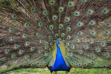 Obraz premium peacock with feathers out