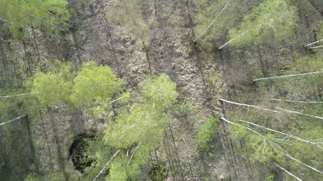Aerial view from drone on the birch wood in the summer sunny day