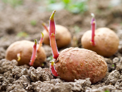 Sprouted potatoes on the ground, ready for planting in garden. Blurred background.