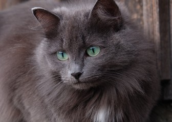 Naklejka na ściany i meble cat gray with green eyes