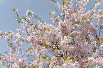 Sakura - Kirschblüte im Frühling in Berlin