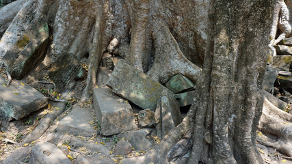 ankor wat temple complex