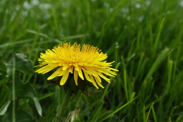 Löwenzahn auf grüner Wiese