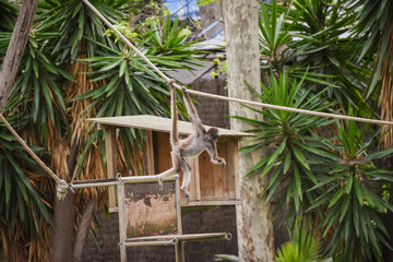 monkey in the zoo