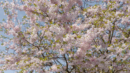 Sakura - Kirschblüte im Frühling in Berlin