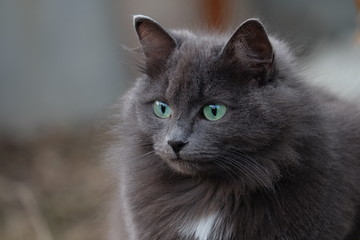 Fototapeta premium cat gray with green eyes