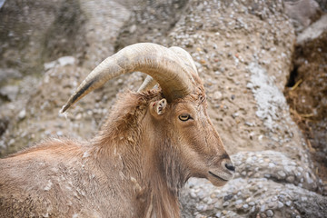 mountain goat on the rock