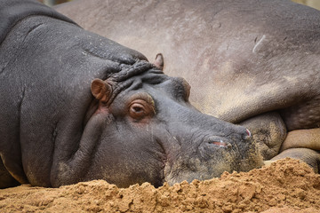 hippopotamus resting in the ground