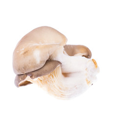 Pile of fresh raw oyster mushrooms isolated on white background