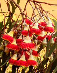 Naklejka premium Beautiful Eucalyptus blossom