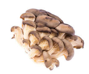 Pile of fresh raw oyster mushrooms isolated on white background