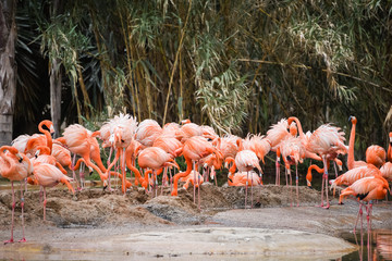 Obraz premium group of flamingos