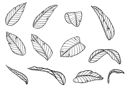 Banana leaf vector by hand drawing.Green leaf on white background.Tropical palm leaves art highly detailed in line art style.Natural green elements, hand drawn illustration