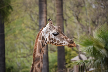 giraffe in zoo
