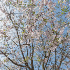 Sakura - Kirschblüte im Frühling in Berlin