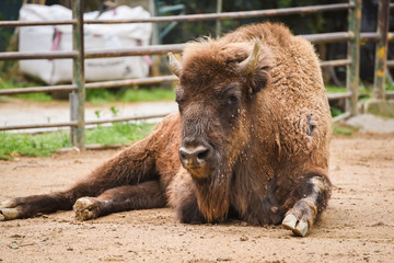 Fototapeta premium american bison in the park