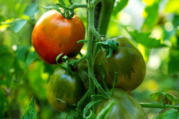 Homegrown ripening tomatoes on vines in garden