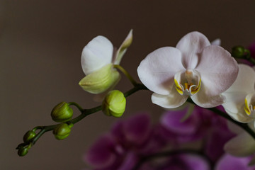 Naklejka na ściany i meble Orchids