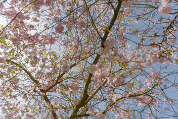 Sakura - Kirschblüte im Frühling in Berlin