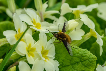 Bombylius major (bee fly) on spring primrose flowers