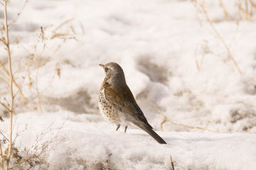 small bird in the snow