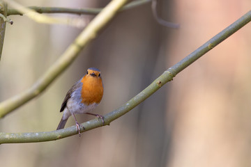 Erithacus rubecula, Robin