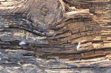 The old wood texture with natural patterns. Inside the tree background. Old grungy and weathered grey wooden wall planks texture background