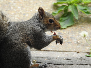 Squirrel enjoying its snack