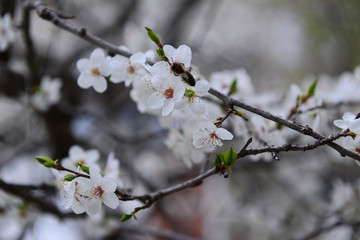 White plum blossom in spring