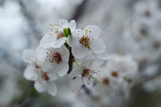 White plum blossom in spring