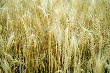 Field with ripe wheat. Harvest of grain