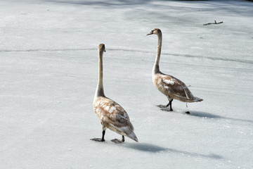 Young swans pooping and chatting