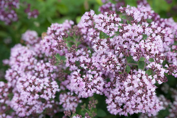 Breckland wild thyme