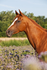 Portrait of nice horse on meadow violet flowers