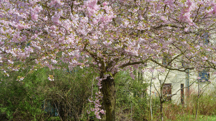 Fototapeta premium Sakura - Kirschblüte im Frühling in Berlin