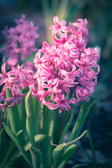 Hyacinthus, hyacinth plant